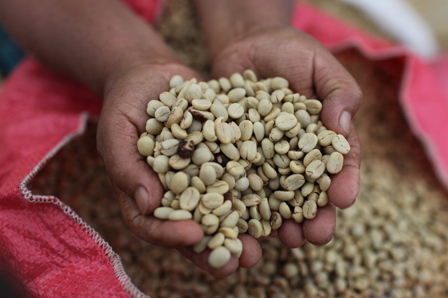 Person's hands holding green coffee beans over a red bag
